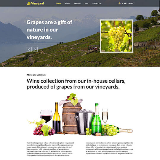 Vineyard